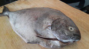 Fresh black pomfret